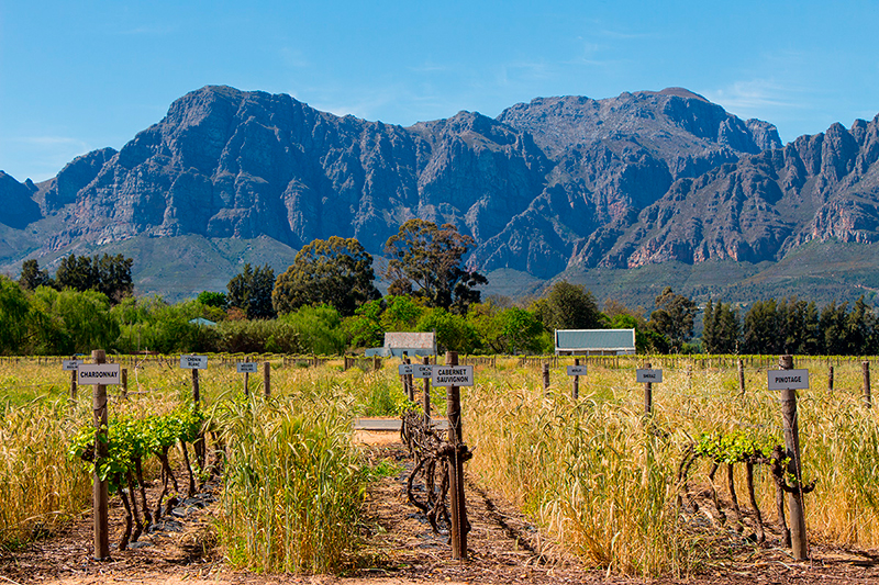 Cultura da África do Sul: A rota dos vinhos é uma passeio incrível no país