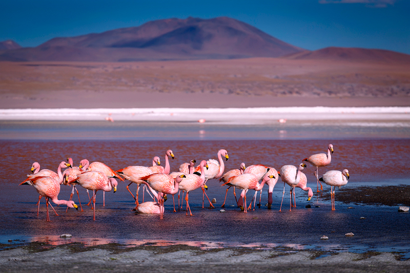 O turismo no deserto do Atacama: Muitos flamingos são observados nas lagunas