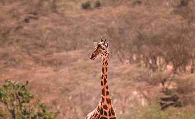 Passeios na África do Sul para toda a família