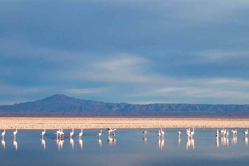 Deserto de Atacama: Flamingos se alimentam nas lagunas