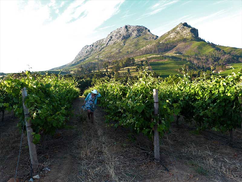 Passeios na África do Sul: Visitar as vinícolas 