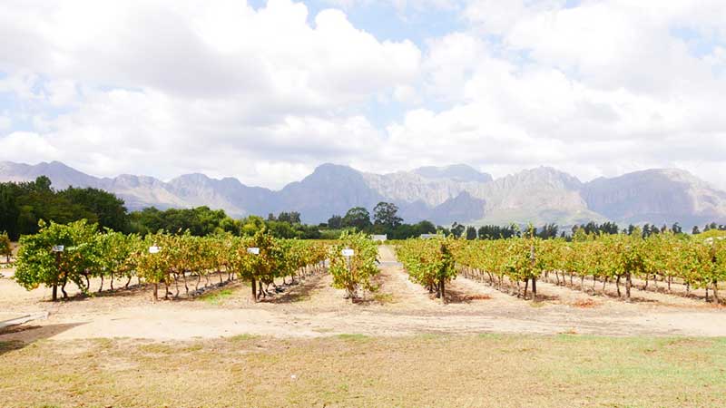 O que fazer na África do Sul: Rota dos vinhos para degustar deliciosas bebidas
