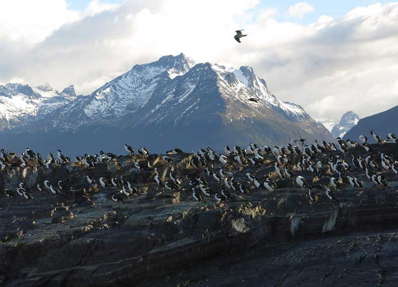 passeios na Patagônia: Pinguins podem ser avistados na travessia do canal Beagle