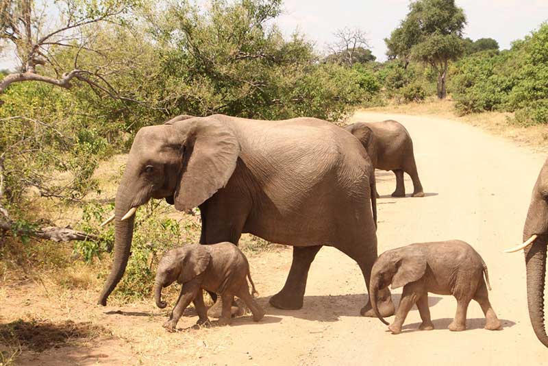 Safári no Kruger Park: Os Big Five podem ser observados bem de perto