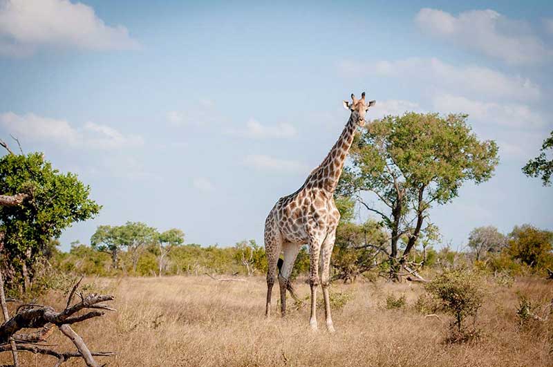 Safári no Kruger Park: Girafas, leões e zebras em seus habitat natural