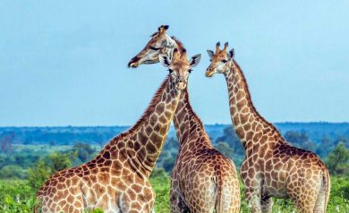 Safári no Kruger Park: Um safári incrível na África do Sul