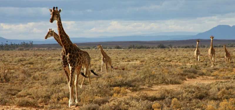 Safári no Kruger Park: Passeios que permitem avistar diversos animais