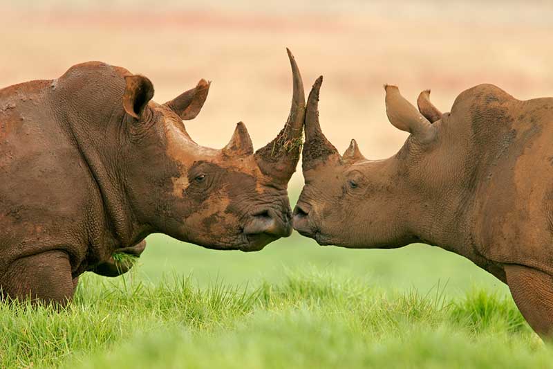 Safári no Kruger Park: Rinocerontes podem ser vistos em algumas áreas do parque