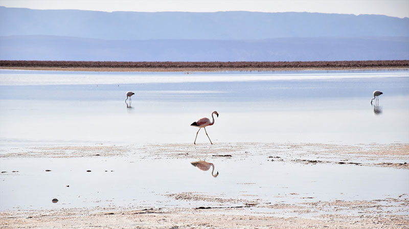 Tudo sobre o Atacama: Programe sua viagem e descubra o que o local tem de melhor para oferecer 