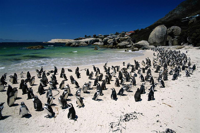 Pontos Turísticos de Cape Town: Uma praia com um enorme colõnia de pinguins é a Boulders Beach