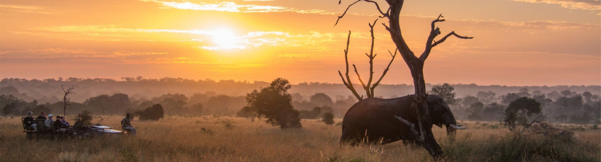 Safáris na África: uma maneira incrível de estar perto da vida selvagem
