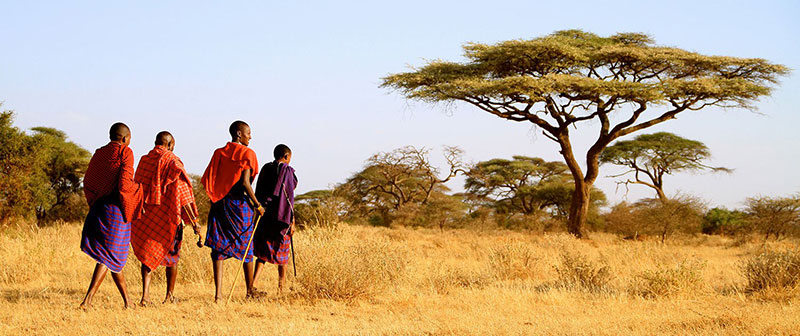 Safáris na África: no território do povo masai é possível fazer um safári