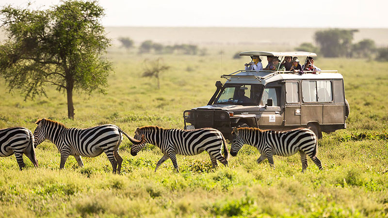 Safáris na África: observar os mamíferos e outros animais de perto 