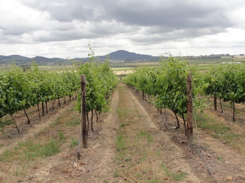 Dicas de viagem para a África do Sul: O país é famoso pela sua produção vinícola