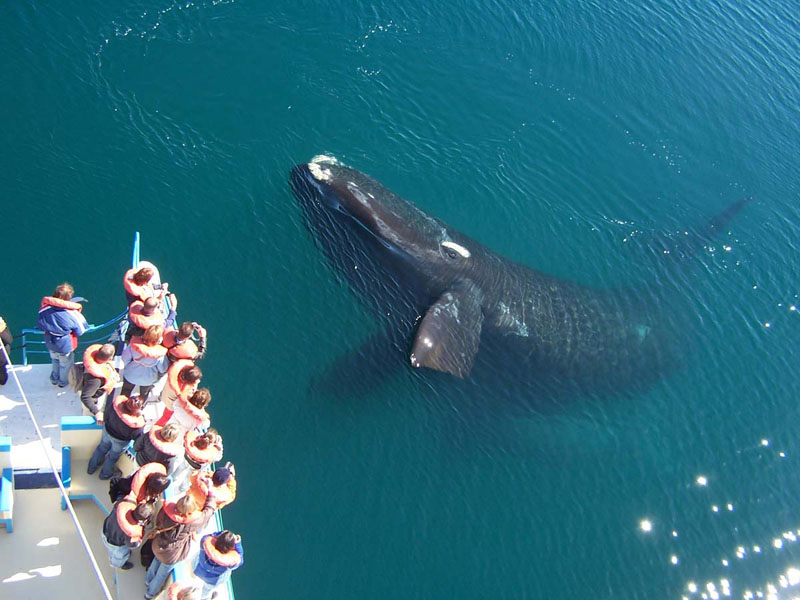 Da cidade de Puerto Madryn, uma das cidades turísticas da Argentina, é possível fazer passeios para observar a vida marinha