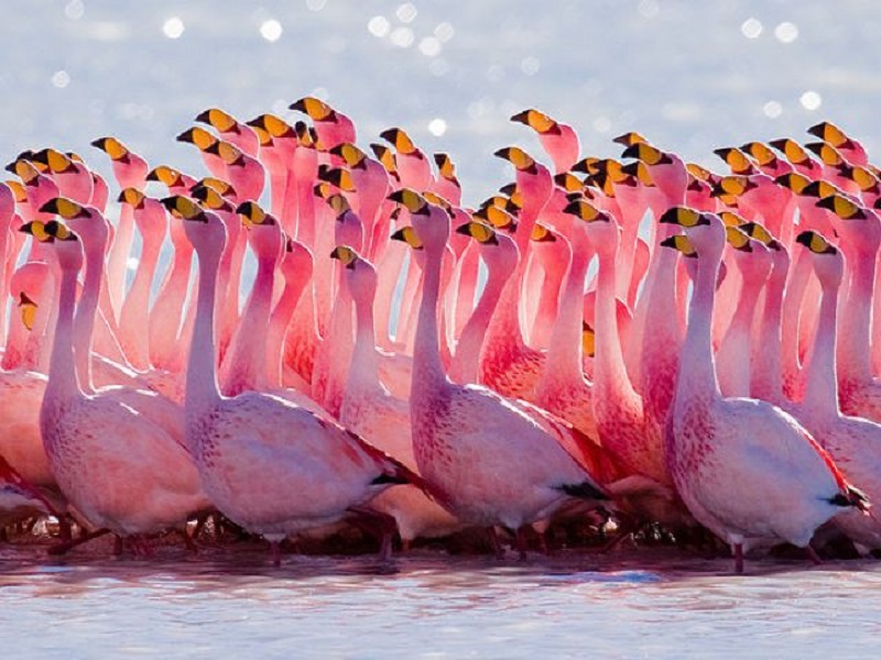 Curiosidades sobre o Atacama:  Muitos flamingos podem ser avistados nas lagunas