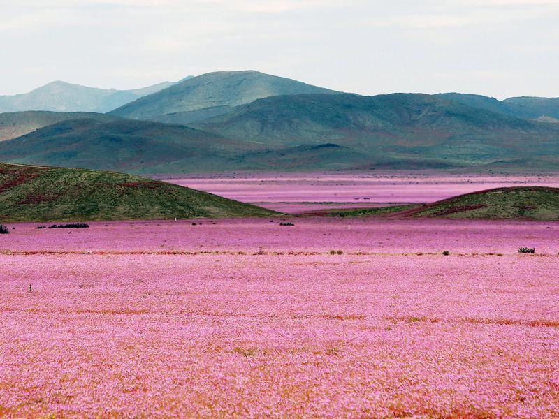 Curiosidades sobre o Atacama:  Nas épocas mais úmidas, flores nascem em meio ao deserto