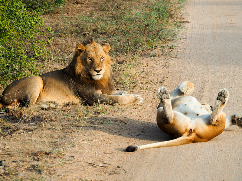 Safáris na África: diversão na natureza