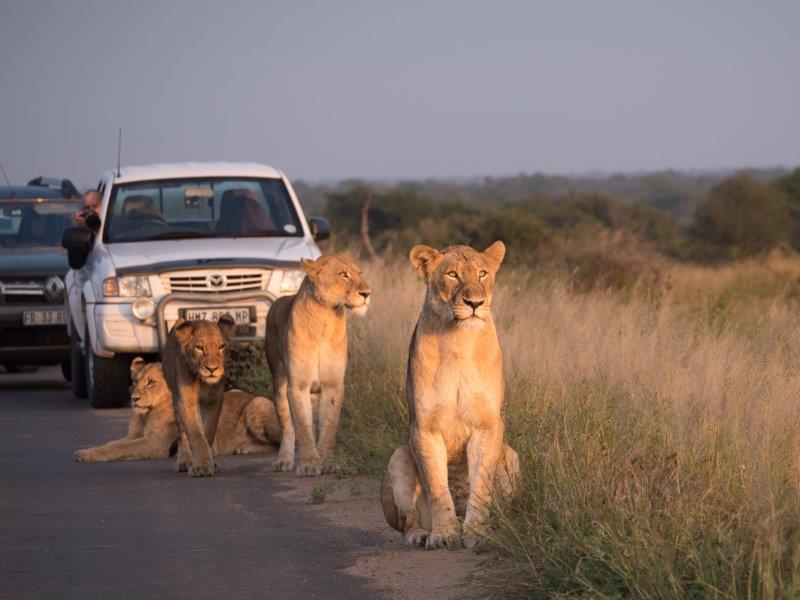 Safáris na África: Kruger park é uma excelente opção