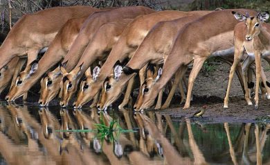 Safari na África: aventuras selvagens