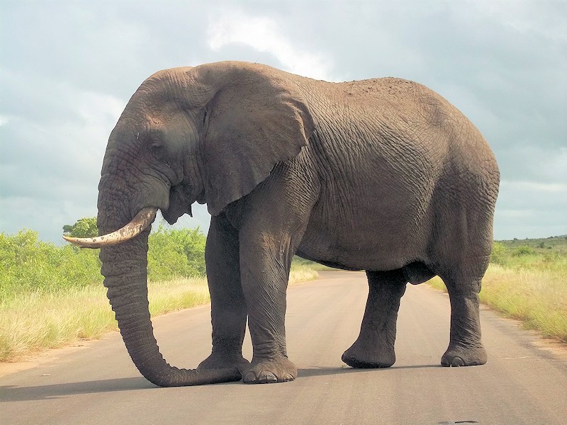 Safáris na África: animais em seu habitat natural