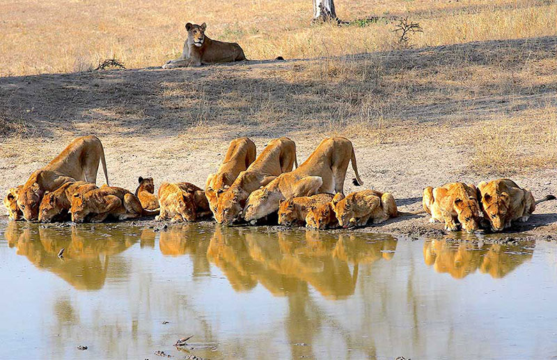 Safáris para conhecer na África do Sul: animais em seu habitat natural