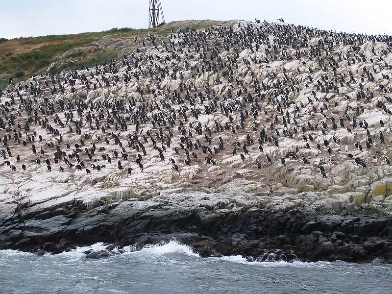 Ushuaia no inverno: Pinguinera é um local inrível para avistar colônias de pinguins