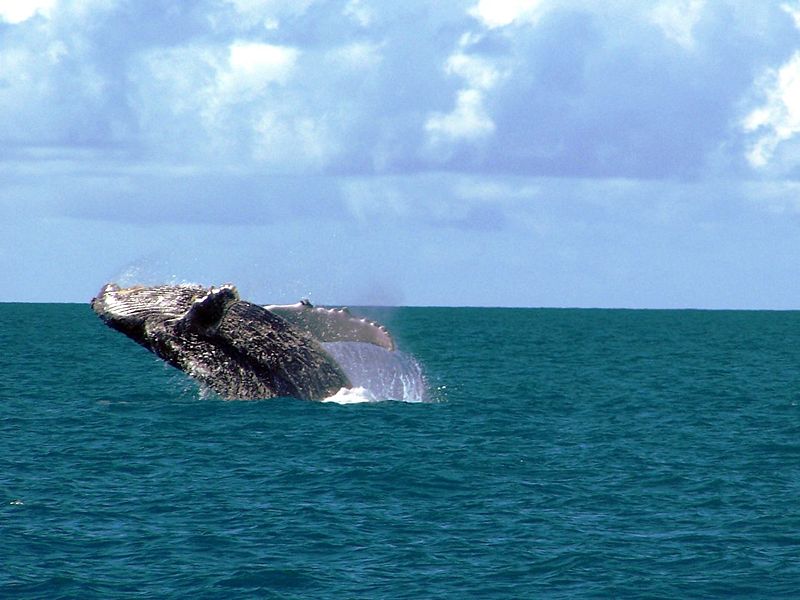 A baleia é um dos animais da fauna da patagônia