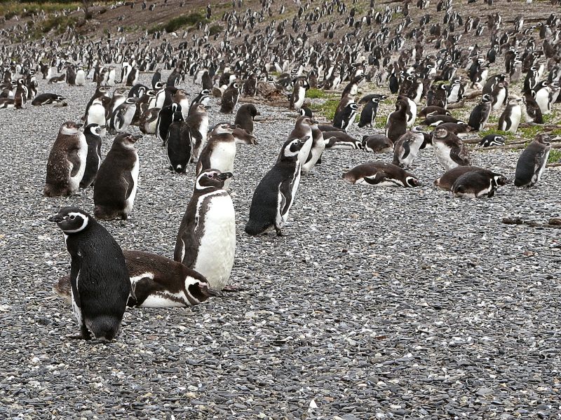 O pinguim de magalhães compõe a fauna da patagônia