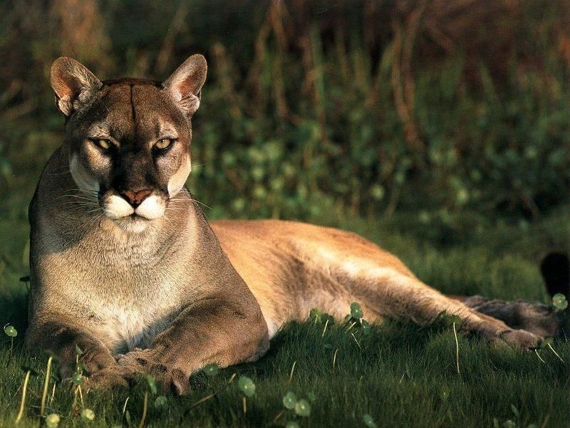 A fauna da patagônia possui animais incríveis