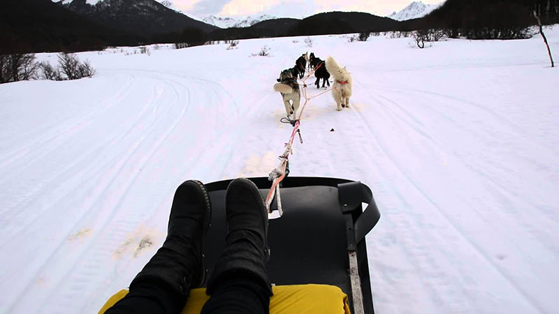 O que fazer em Ushuaia? Passear em trenós puxados por cachorros