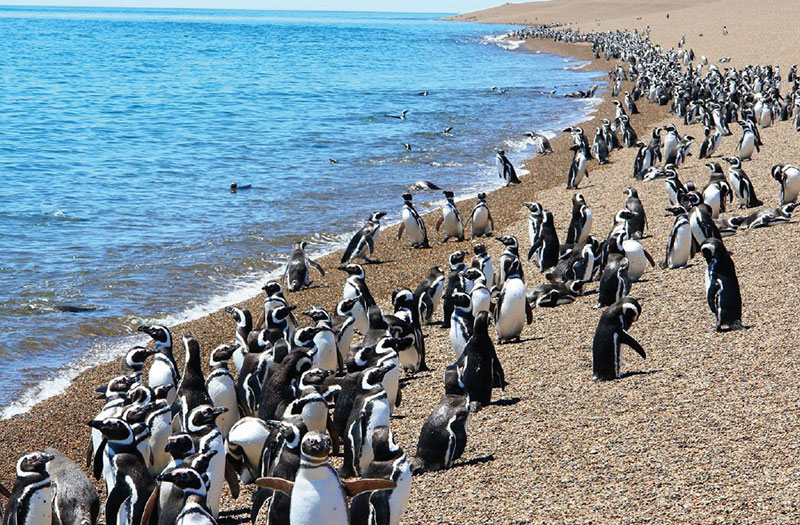 Tudo sobre a Patagônia Argentina: A península Valdez é um excelente local para observar a fauna da patagônia