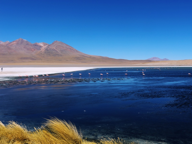 Turismo no Atacama: Flamingos podem ser avistados no salar de tara