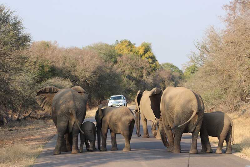 Melhores destinos da África do Sul: Safári no Kruger park proporciona uma experiência fantástica