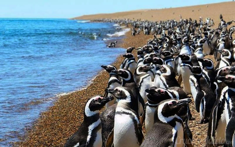 Onde fica a Península Valdéz? a região ideal para conhecer a fauna da Patagônia