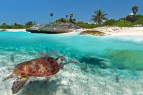 vida marinha em galapagos