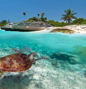 vida marinha em galapagos