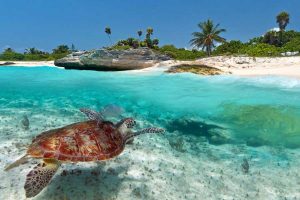 vida marinha em galapagos