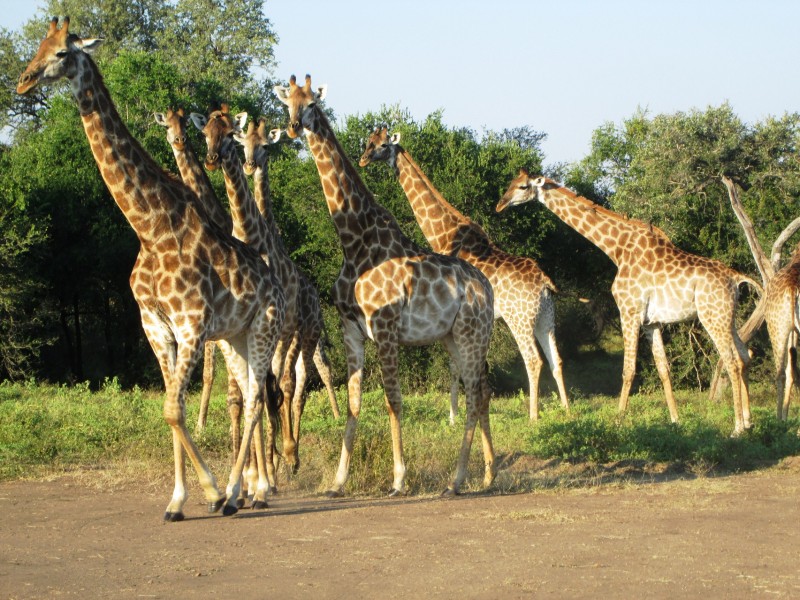 Os safaris são muito procurados na áfrica do sul