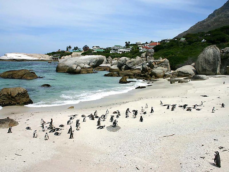 Boulders beach possui uma colônia de pinguins