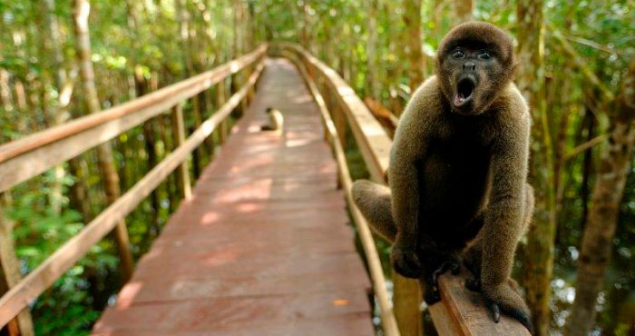 Pacote Amazônia Juma Lodge