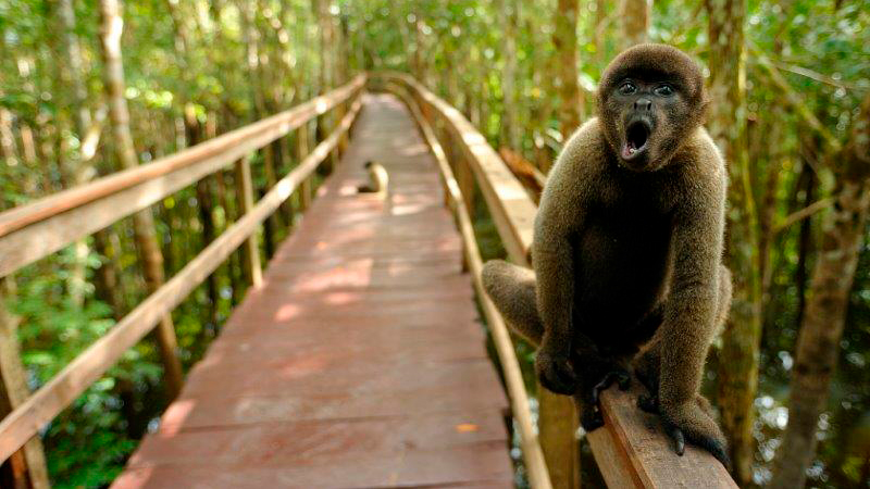 Pacote Amazônia Juma Lodge