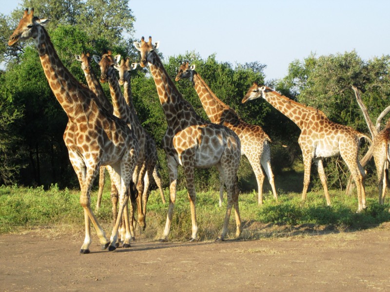 Fazer um safári é estar no habitar natural de grandes animais selvagens