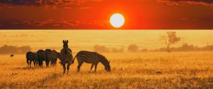 Pacote para o Kruger Park: Uma aventura na África do Sul