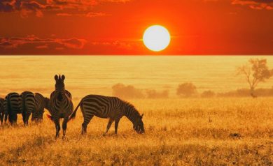 Pacote para o Kruger Park: Uma aventura na África do Sul