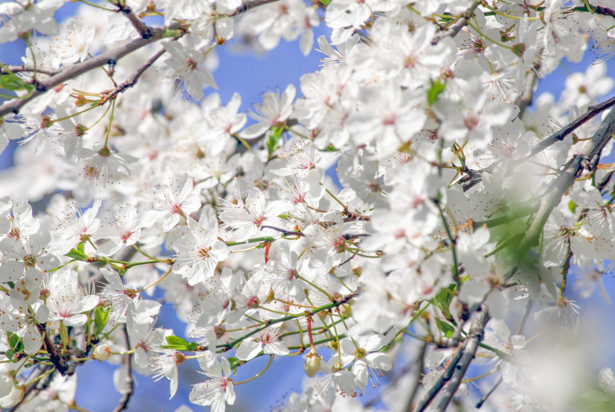 Dicas de como aproveitar as Cerejeiras