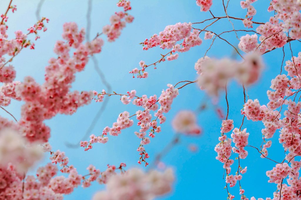 Cerejeiras no Japão