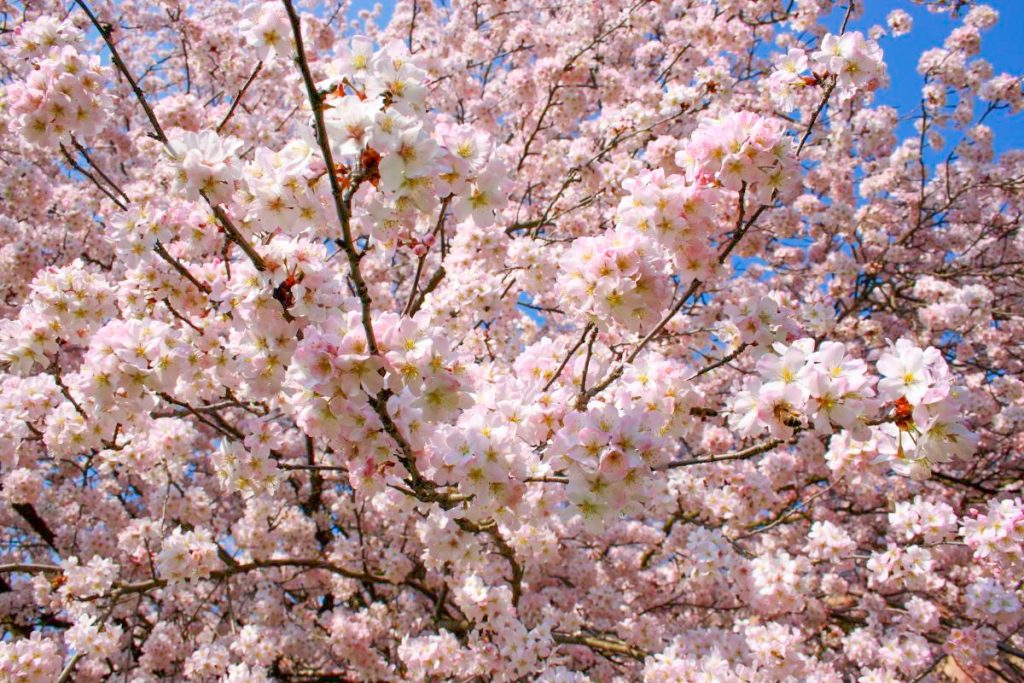 Cerejeiras no Japão