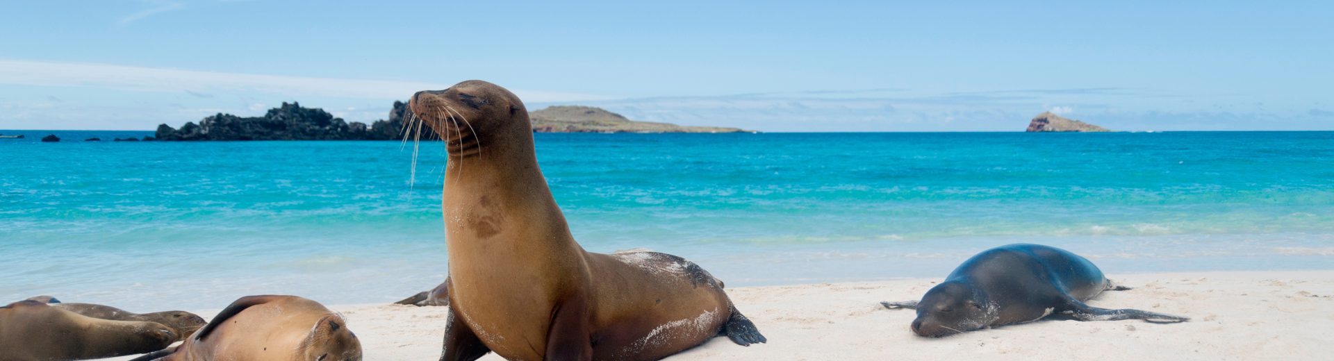 Pacote para Galápagos