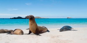 Pacote para Galápagos